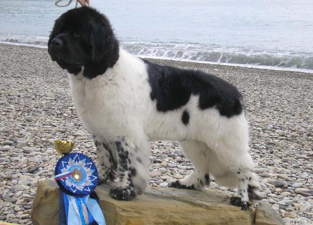 Фото: ньюфаундленд Супер Бизон Арго (Super Bizon Argo)