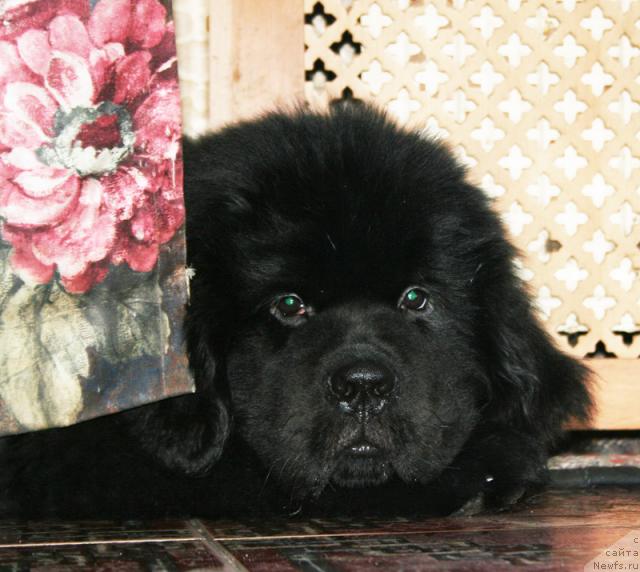 Фотография № 38036