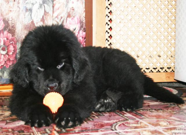 Фотография № 38038