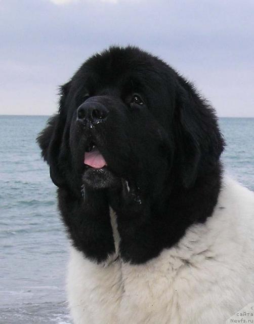 Фото: ньюфаундленд Супер Бизон Арго (Super Bizon Argo)