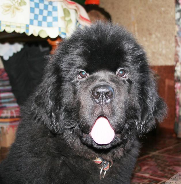 Фотография № 38040