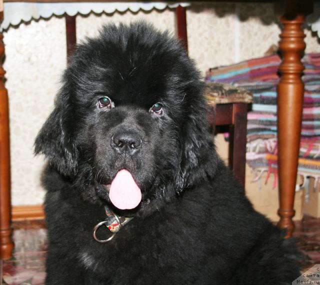 Фотография № 38041