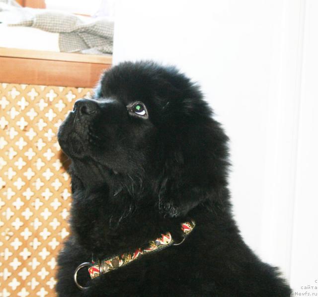 Фотография № 38042