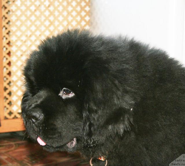 Фото: ньюфаундленд Бегущая по Волнам Сун ин Му Ханд (Beguschaya po Volnam Sun in My Hand)