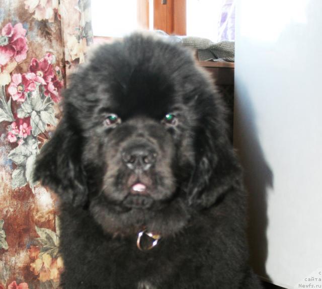 Фотография № 38044