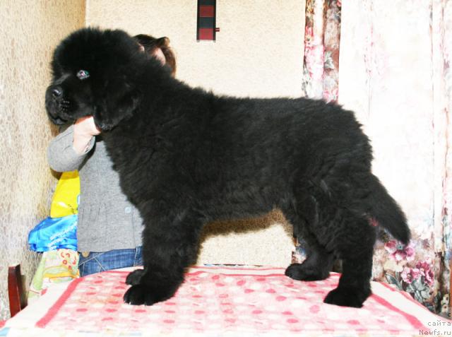 Фотография № 38046