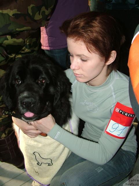 Фото: ньюфаундленд Питерньюф Продижи (Piternyuf Prodigy), Александра Веснина