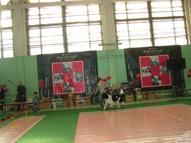 Фото: ньюфаундленд Питерньюф Продижи (Piternyuf Prodigy), Александра Веснина