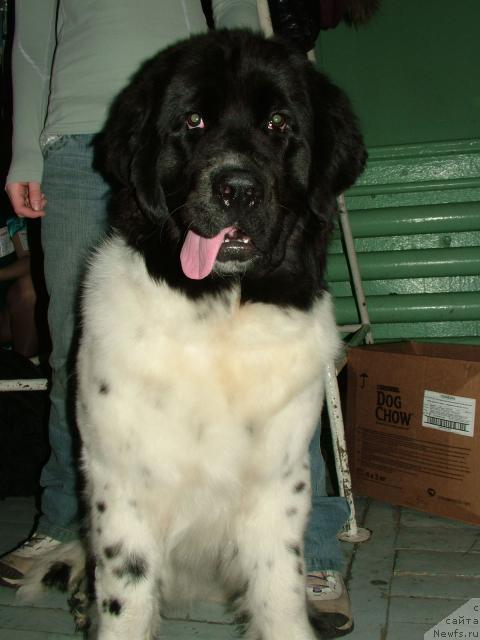 Фото: ньюфаундленд Питерньюф Продижи (Piternyuf Prodigy), Александра Веснина