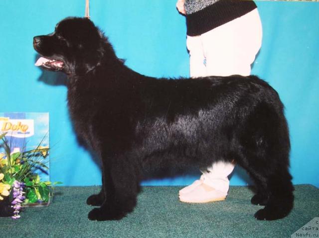 Фото: ньюфаундленд Реверсия Даника из Медвежьего Яра (Reversia Danica iz Medvejyego Yara)