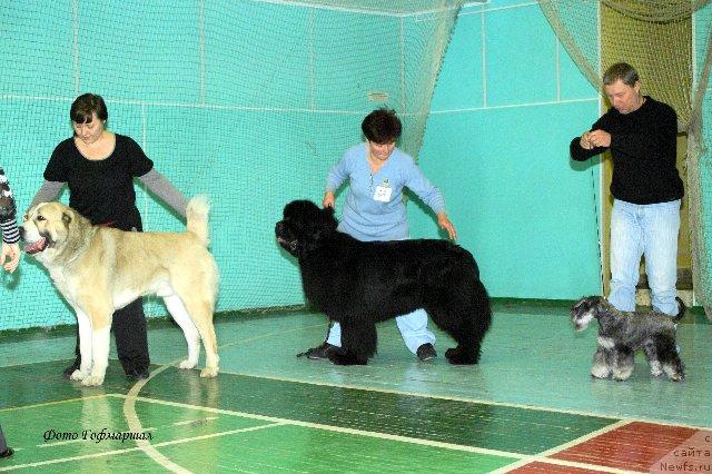 Фото: ньюфаундленд Денди Денжер из Медвежьего Яра (Dendi Denger iz Medvejyego Yara)