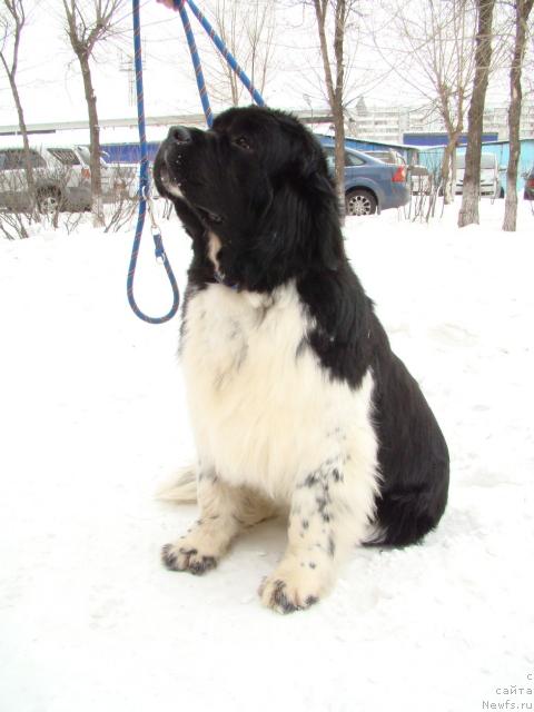 Фото: ньюфаундленд Клеопатра из  Медвежьего Яра