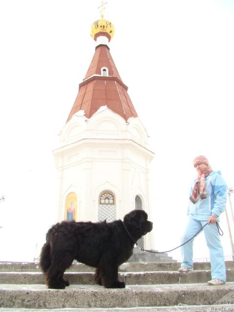 Фото: ньюфаундленд Денди Денжер из Медвежьего Яра (Dendi Denger iz Medvejyego Yara)