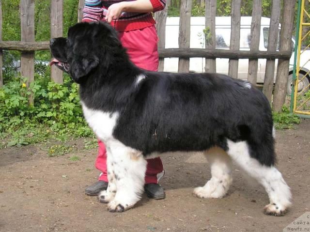 Фото: ньюфаундленд Ulm de la Terre aux Loups