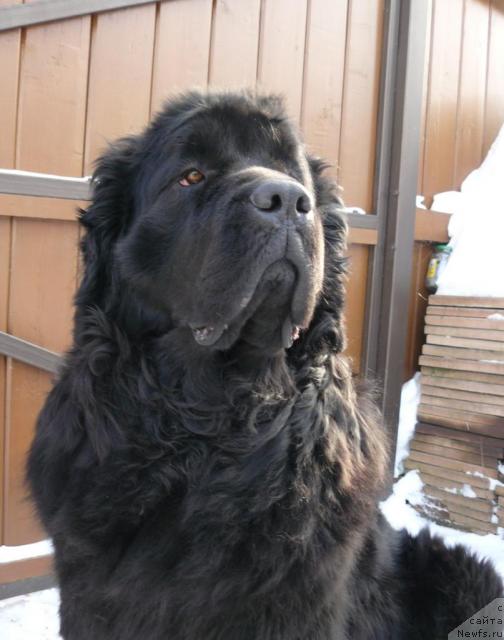 Фото: ньюфаундленд Берта (Berta)