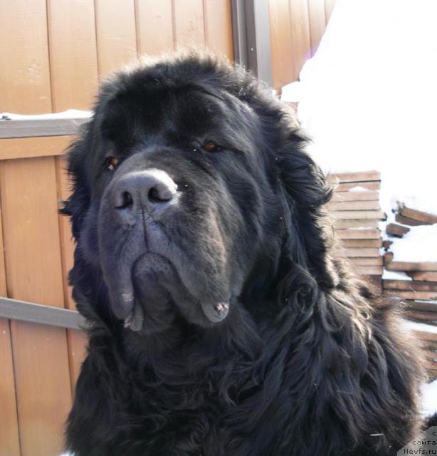 Фото: ньюфаундленд Берта (Berta)