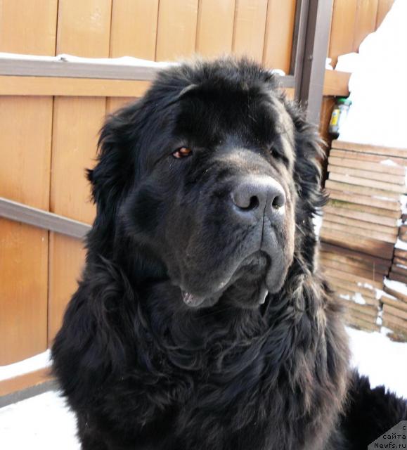 Фото: ньюфаундленд Берта (Berta)