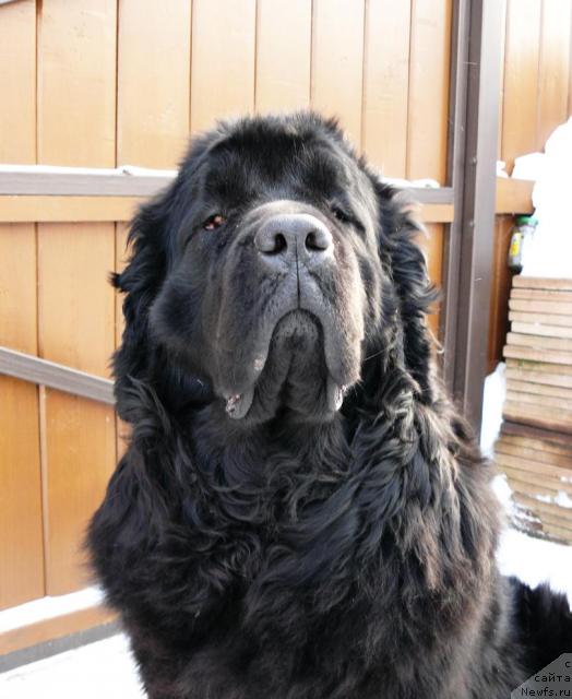 Фото: ньюфаундленд Берта (Berta)