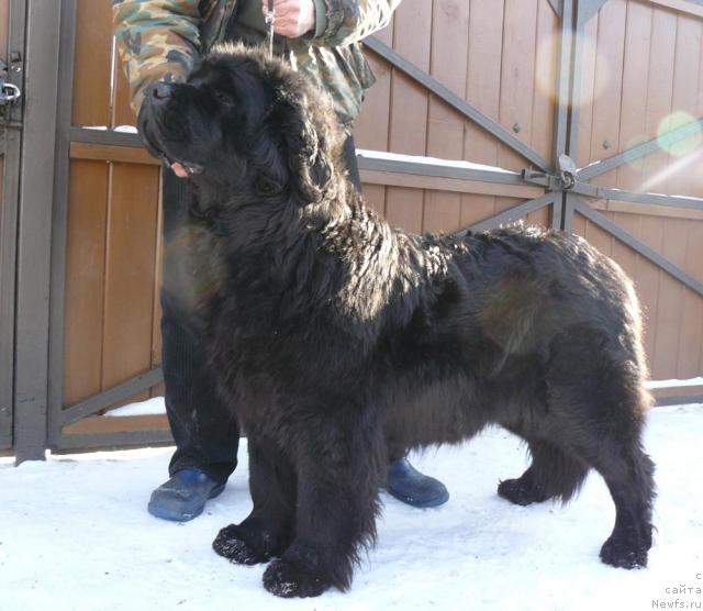Фото: ньюфаундленд Берта (Berta)