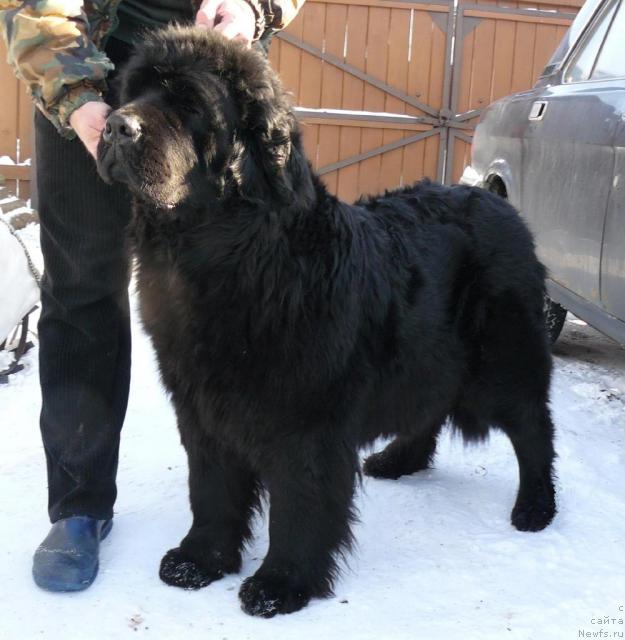 Фото: ньюфаундленд Берта (Berta)