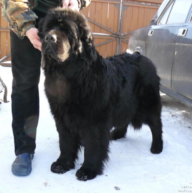 Фото: ньюфаундленд Берта (Berta)