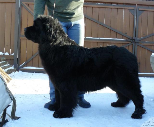 Фото: ньюфаундленд Берта (Berta)