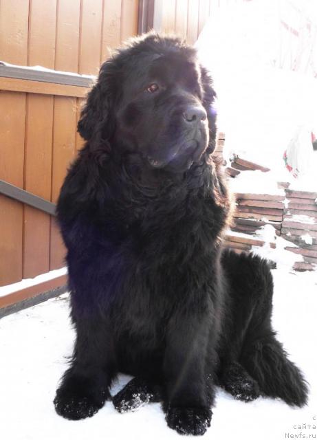 Фото: ньюфаундленд Берта (Berta)