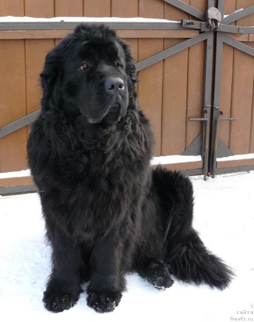 Фото: ньюфаундленд Берта (Berta)