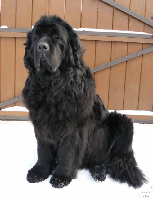Фото: ньюфаундленд Берта (Berta)
