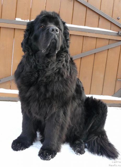 Фото: ньюфаундленд Берта (Berta)