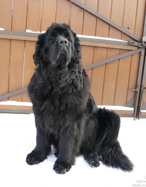 Фото: ньюфаундленд Берта (Berta)