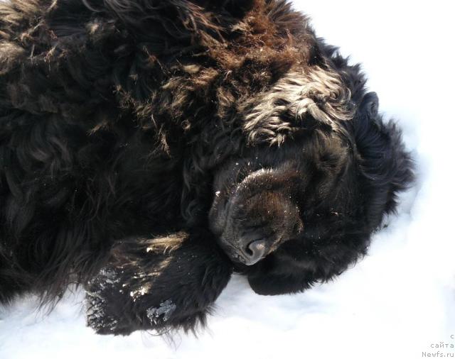 Фото: ньюфаундленд Берта (Berta)