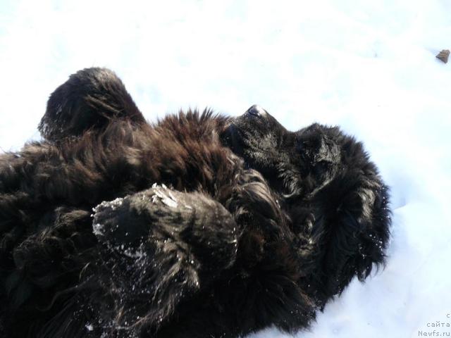 Фото: ньюфаундленд Берта (Berta)