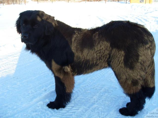 Фото: ньюфаундленд Атлантика Виндз Роуз