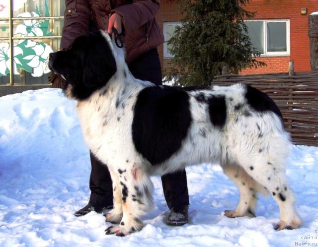 Фото: ньюфаундленд Пчёлкин Дом Бегония (Pchiolkin Dom Begonia)