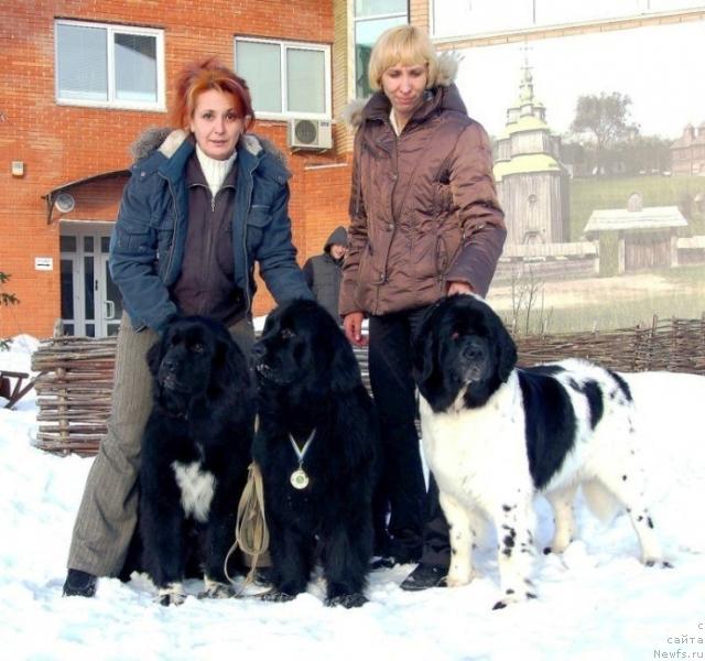 Фото: ньюфаундленд Teres Vialiki Miadvedz, ньюфаундленд Паулина Вялiкi Мядзведзь (Pavlina Vialiki Miadzvedz), ньюфаундленд Пчёлкин Дом Бегония (Pchiolkin Dom Begonia)