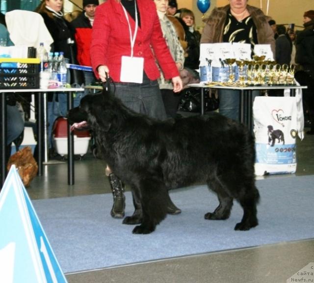 Фото: ньюфаундленд Виктория Южная Ночь (Viktoriya Yuzhnaya Noch)