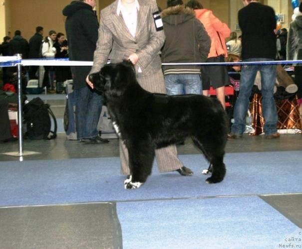 Фото: ньюфаундленд Teres Vialiki Miadvedz