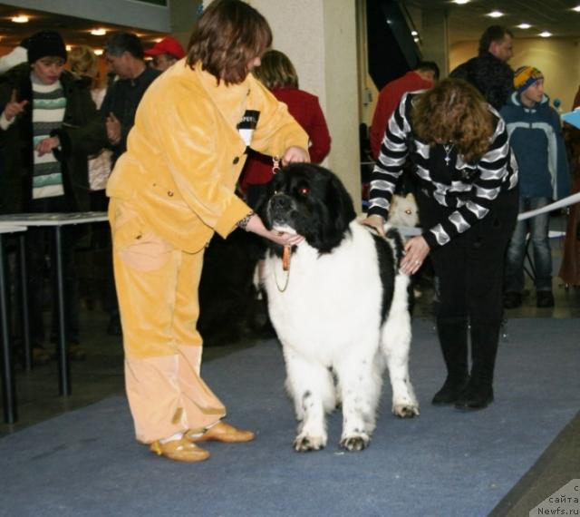Фото: ньюфаундленд Маршал Шарм оф Бон Пари (Marshal Sharm of Bon Pari)