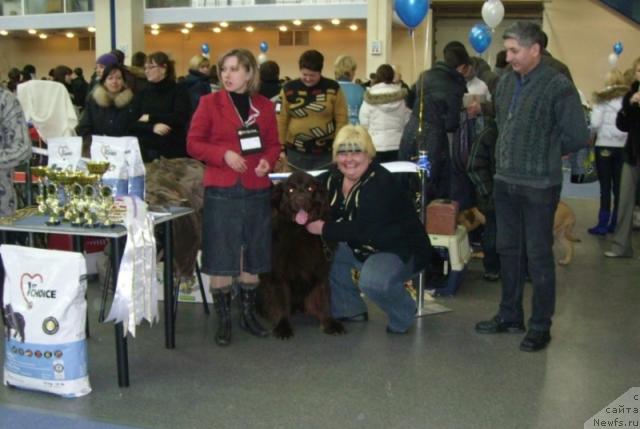 Фото: ньюфаундленд Альф Вива Дженис (Alf Viva Jeniz)
