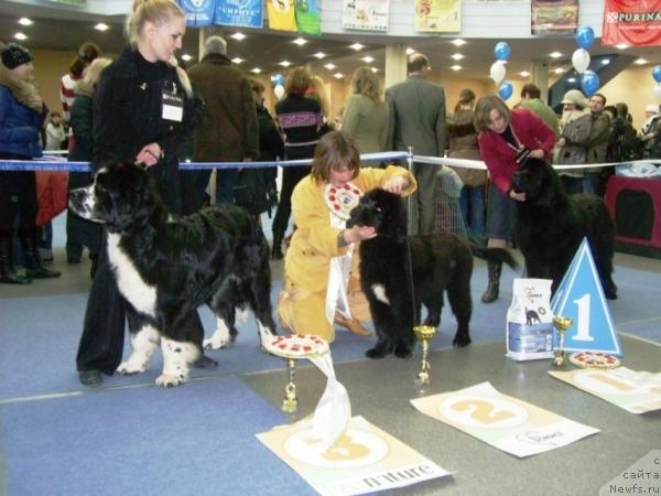 Фото: ньюфаундленд Маг Исполин Любомир, ньюфаундленд Бегущая по Волнам Регатта Катти Сарк, ньюфаундленд Айвенго Вива Дженис (Ayvengo Viva Jeniz)