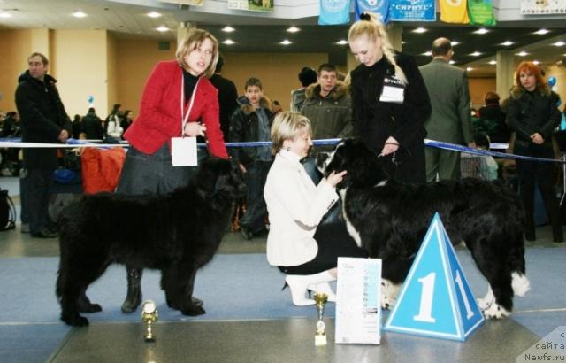 Фото: ньюфаундленд Виктория Южная Ночь (Viktoriya Yuzhnaya Noch), ньюфаундленд Маг Исполин Любомир
