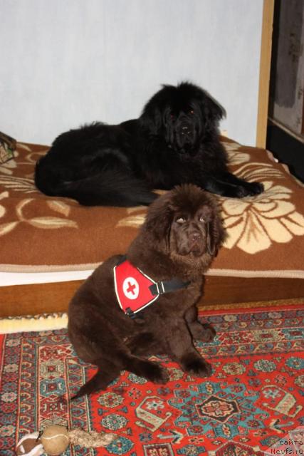 Фото: ньюфаундленд Черный Шарм Ангельская Красота (Chernyi Sharm Angel'skaya Krasota), ньюфаундленд Чанси из Золотого Треугольника