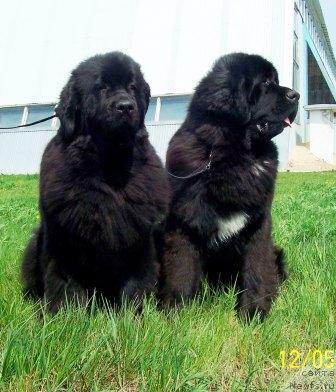 Фото: ньюфаундленд Сент Джонс Дора (Sent Djons Dora), ньюфаундленд Сент Джонс Есенин (Sent Djons Esenin)