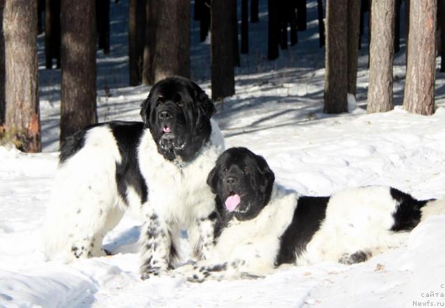Фото: ньюфаундленд Супер Бизон Арго (Super Bizon Argo), ньюфаундленд Плюшевая Панда Ла Белла
