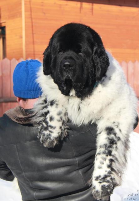 Фото: ньюфаундленд Супер Бизон Арго (Super Bizon Argo)