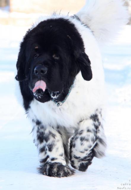 Фото: ньюфаундленд Супер Бизон Арго (Super Bizon Argo)