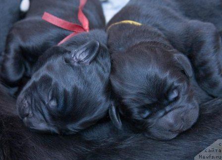 Фото: ньюфаундленд Сент Джонс Есенин (Sent Djons Esenin)