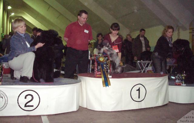 Фото: ньюфаундленд King of Helluland Good Friend