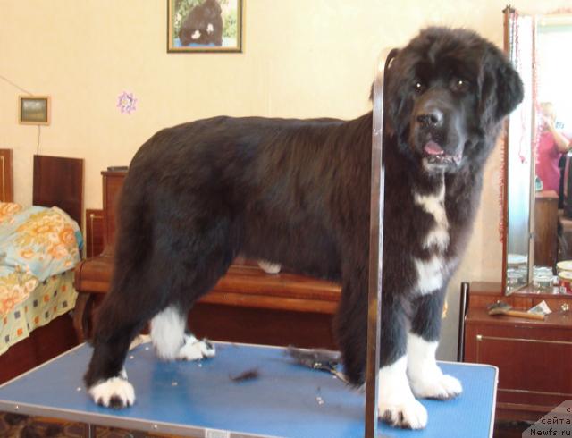 Фотография № 38164